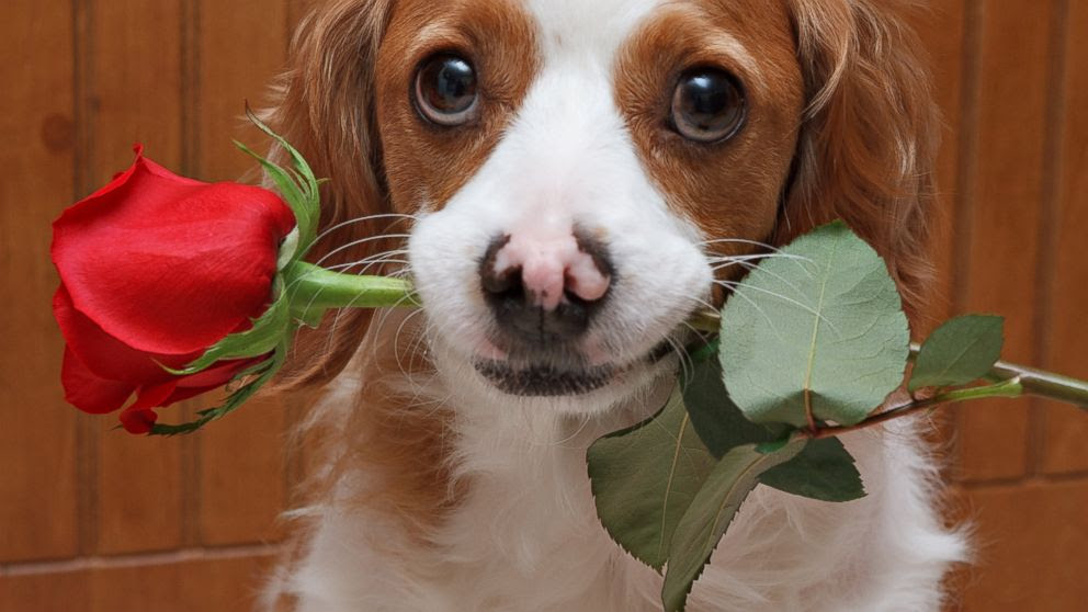 PHOTO: Cats and dogs across the country are waiting to cuddle with you on Valentines Day.