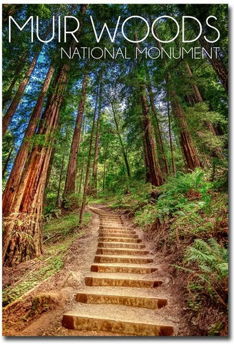 Refrigerator Magnets Muir Woods National Monument Refrigerator Magnets Size 2 5 X 3 5 Home Garden