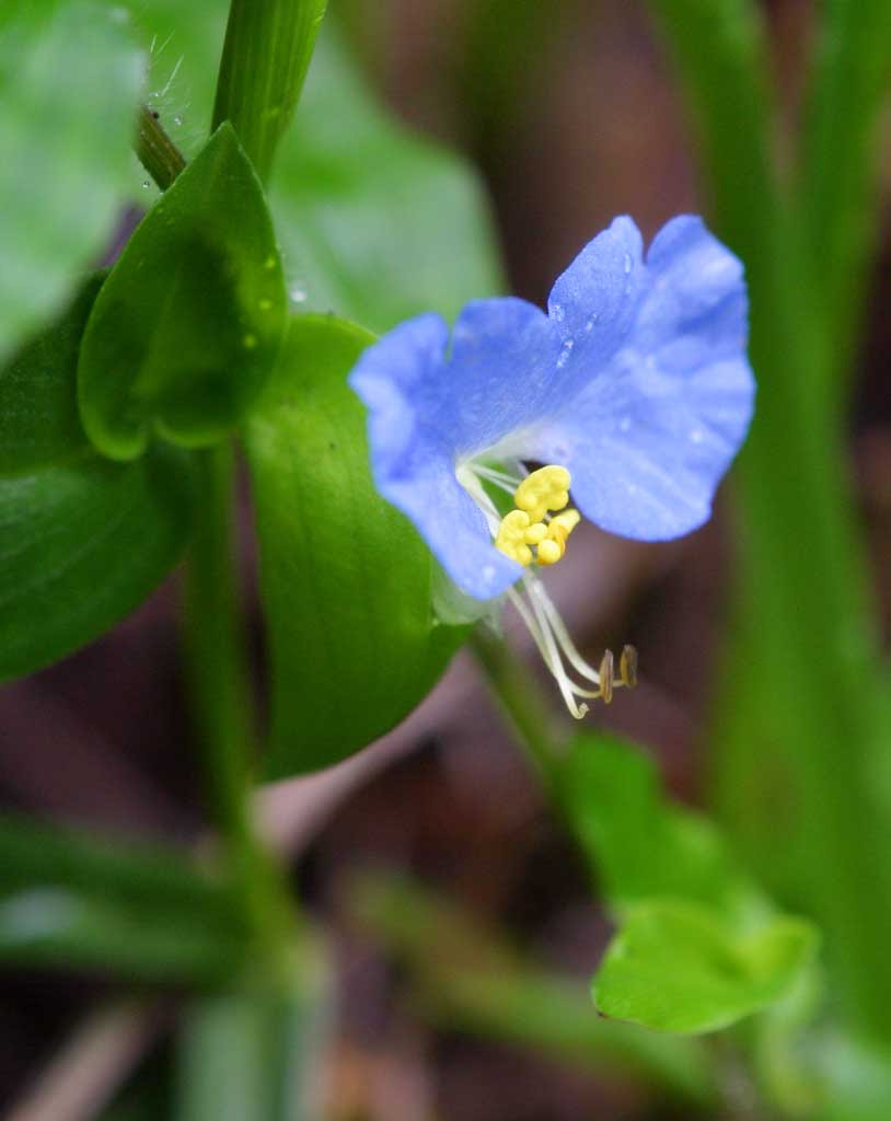 ゆんフリー写真素材集 No 1479 つゆくさ 日本 長野