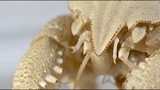 museums in london Life at hydrothermal vents | Natural History Museum