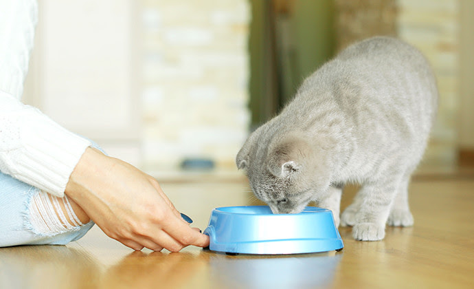 子猫の餌の与え方は ミルクはいつまで 1歳までの子猫の