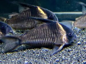 コリドラスの黒い砂 熱帯魚のmishima高岡店