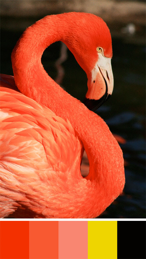 flamingo