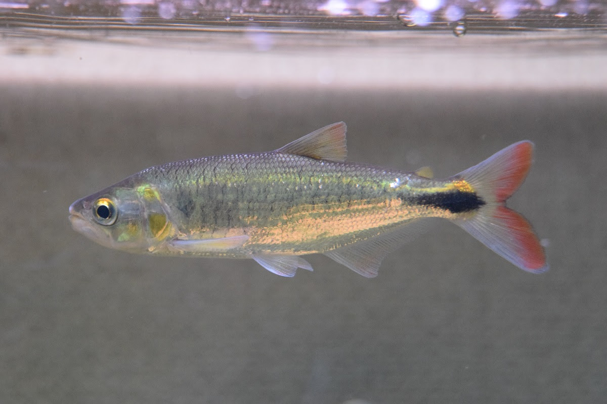 入荷魚 静岡市の熱帯魚専門店 大型魚 古代魚 珍魚 World Rivers