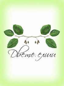 Двете Елши