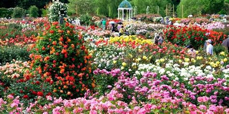 warna warni lautan bunga   kebun mawar terindah dunia