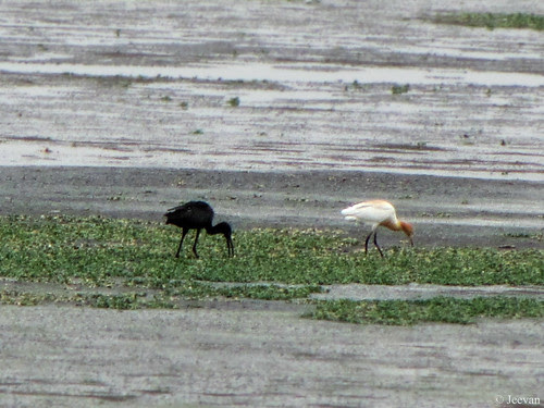 Glossy Ibis... i guess