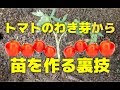 トマト 切り戻し 177889-トマト 切り戻し