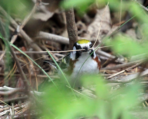 Chestnut-sided Warbler