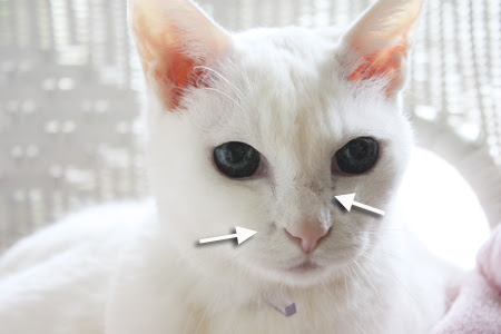 しろいねこ Vol 2色白さんのホクロ占い