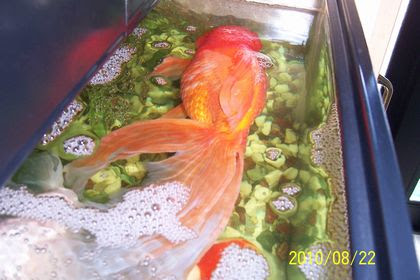 金魚