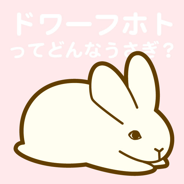 ドワーフホトってどんなうさぎ 特徴や性格 飼い方を紹介