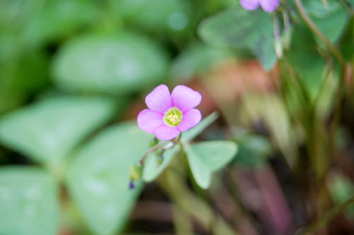 オキザリスの花が咲かない原因一覧を大公開 植物navi