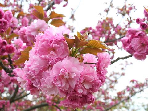 関山 カンザン 里桜 桜の花 兵庫と神戸の写真ブログ