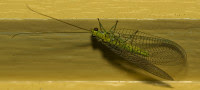 Free Image Hosting at www.ImageShack.us