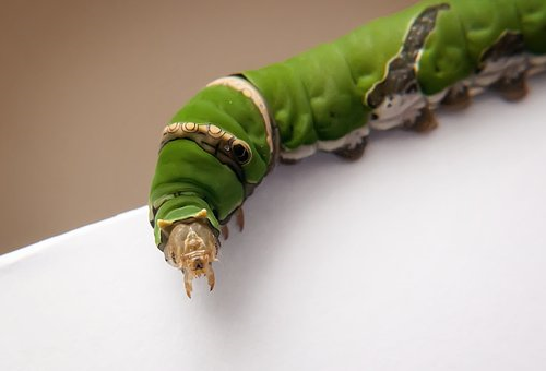ツノみたいな物がついている青虫の種類とは 幼虫の教科書