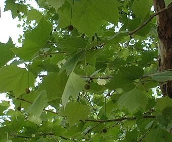 スズカケ プラタナス の実とユリノキの花 茶飲み話