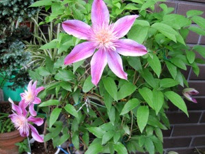春の花 品種不明のクレマチス 花と旅のあるくらし