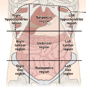 Ventral Body Cavity: Definition, Subdivisions & Organs ...