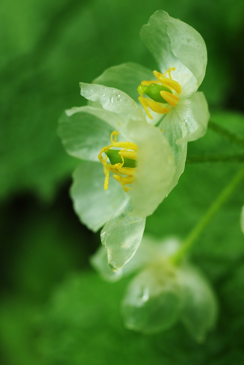 サンカヨウ 半透明の花びらを持つ美しい花