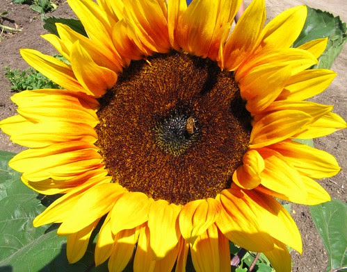 Sunflower!