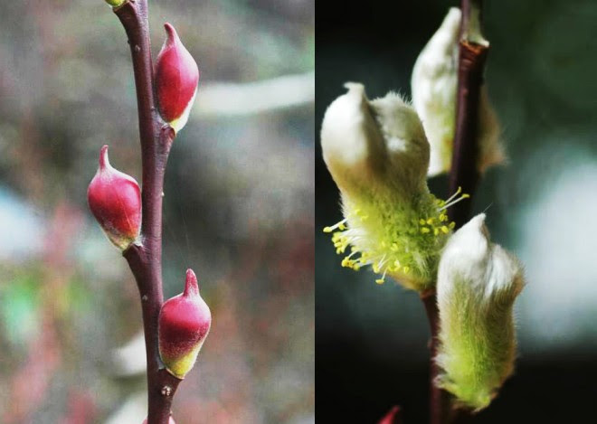 银柳招财猫柳疗愈过好年 农讯网 农业科技网站nongxun Net