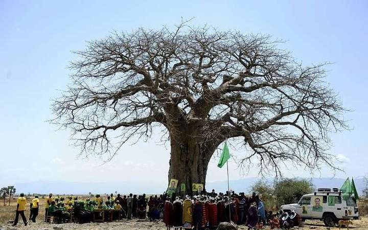 Baobab en Zimbabue.