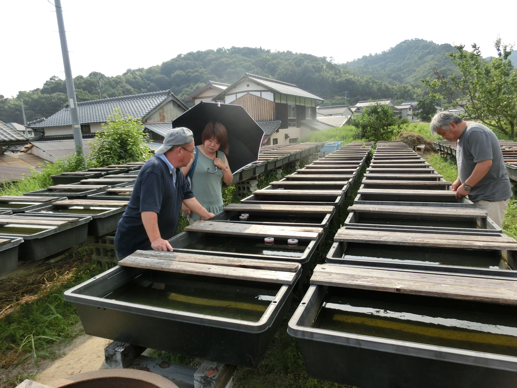 驚愕の 飼育場 憧れの 飼育場 を連続見学 87 はな ジ ジのめだか日記