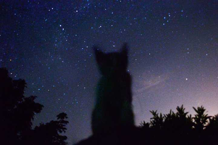 猫背影星空 万图壁纸网