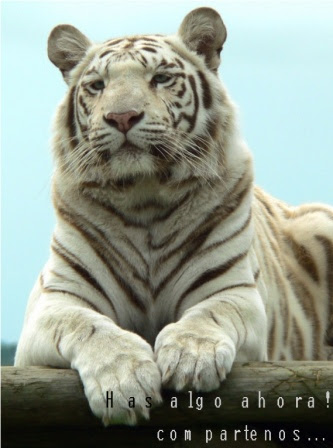 Donde Y Como Comprar Tigres Tigrepedia