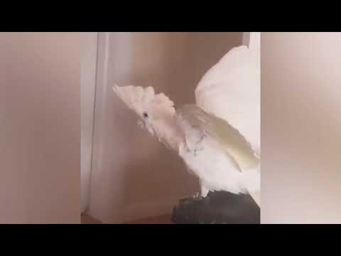Bird says What the fuck (What the Fluff challenge)