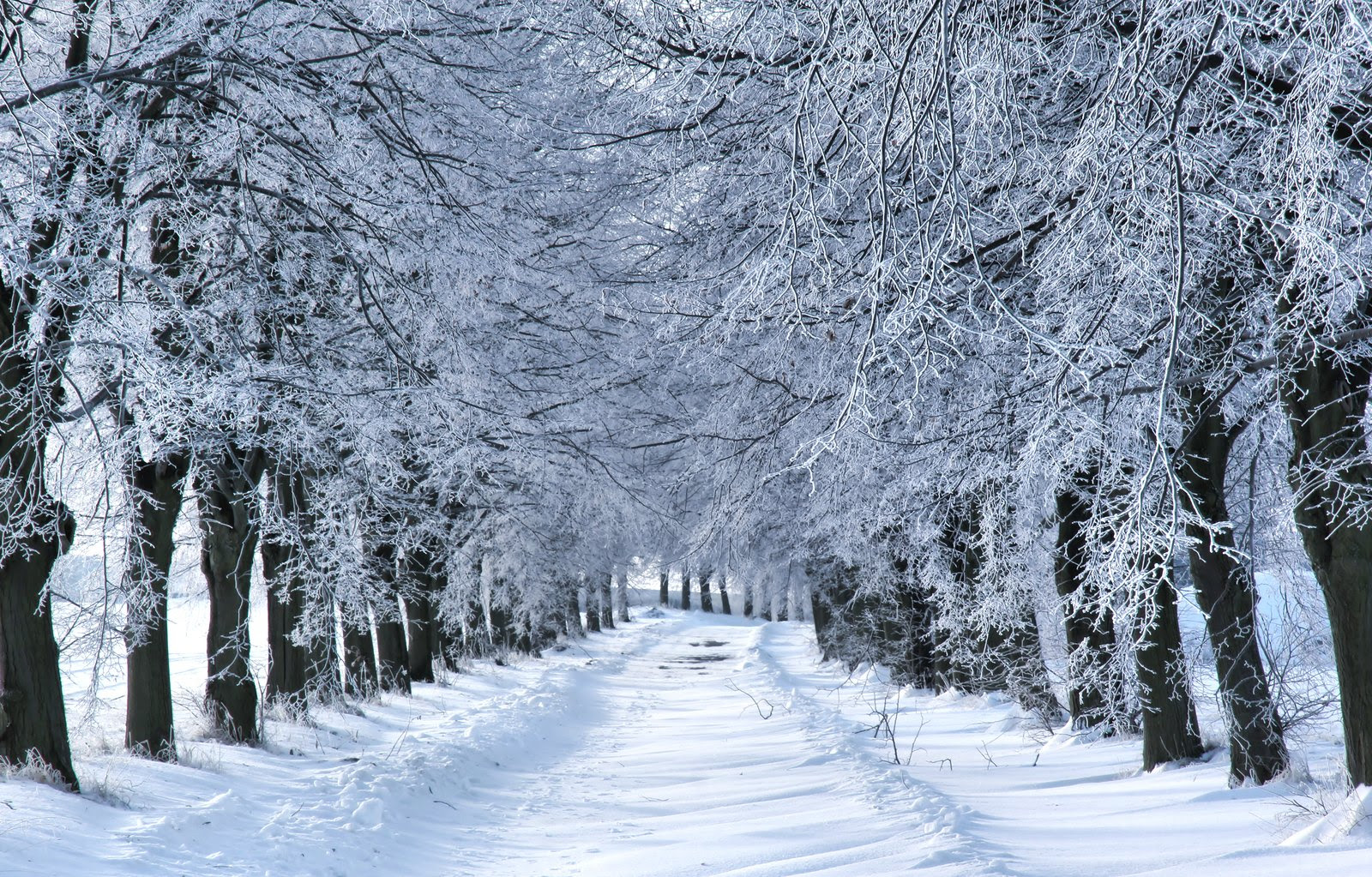 Image result for winter wonderland pictures
