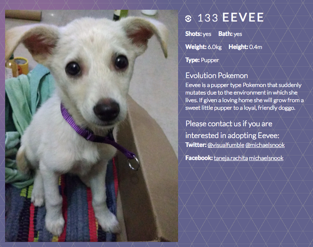 Taneja decided to name the puppy Eevee and with the help of Snook created a Pokémon Go-style website to help get her adopted.