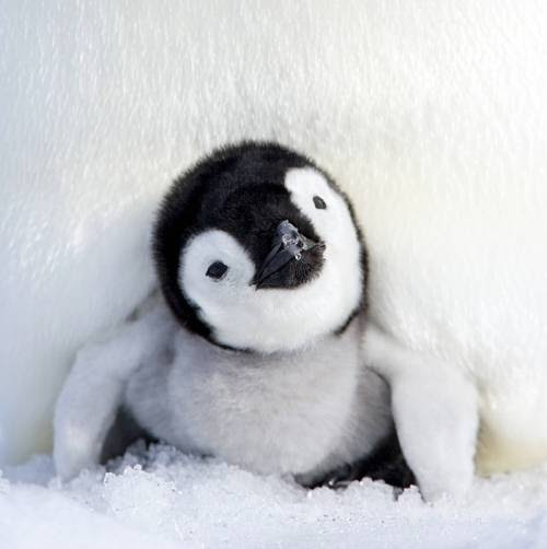 見ているだけで癒される ペンギンのかわいい高画質な画像まとめ 写真まとめサイト Pictas