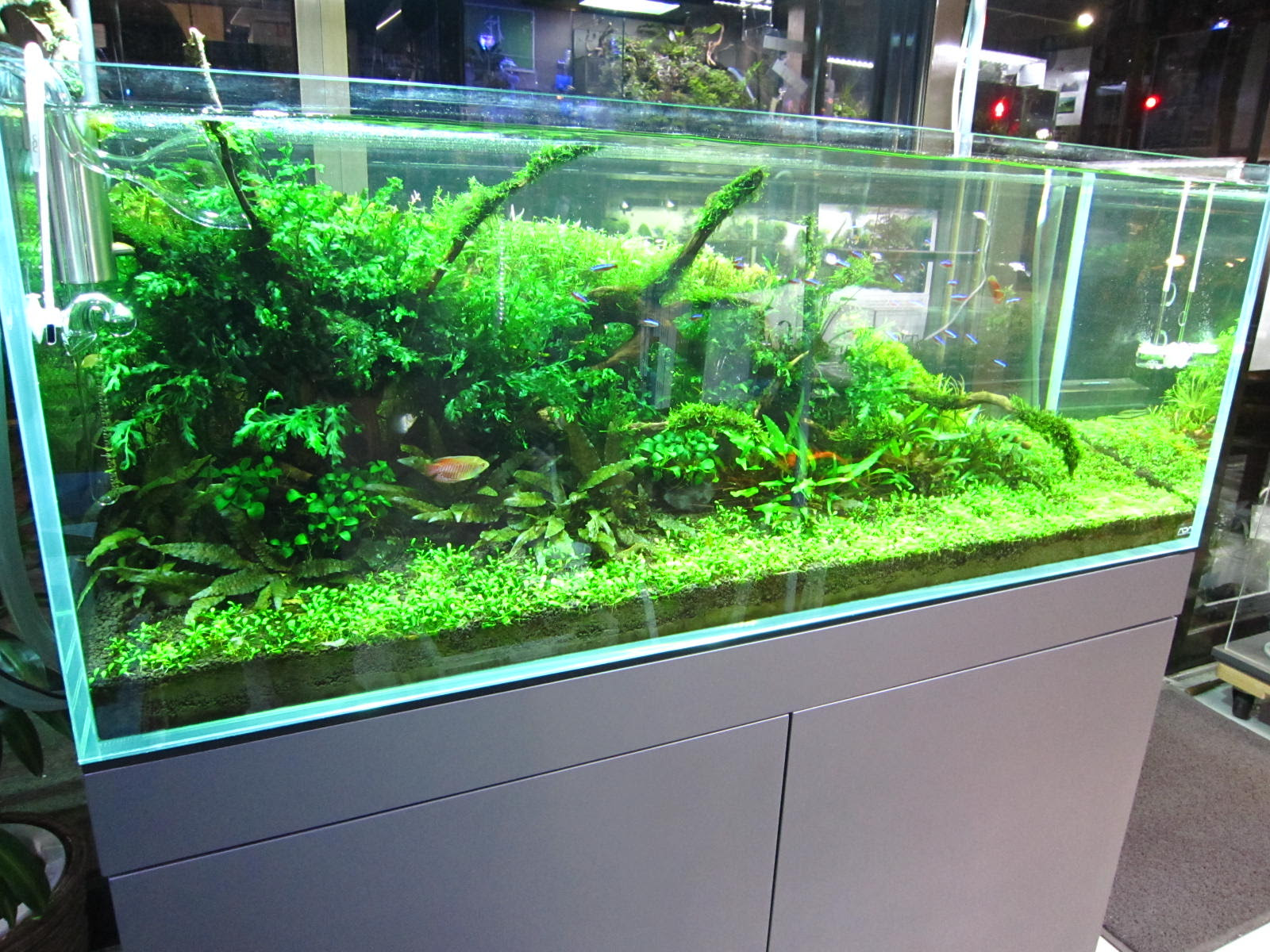 Aqua Free アクアフリーは 熱帯魚 水草 Ada用品を専門とするアクアリウムショップです