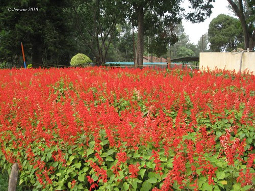 red salvias carpet