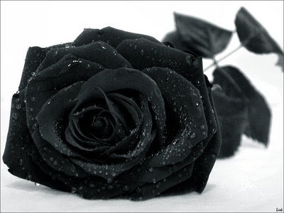 Black Rose Company A Song Of Ice And Fire Rpg