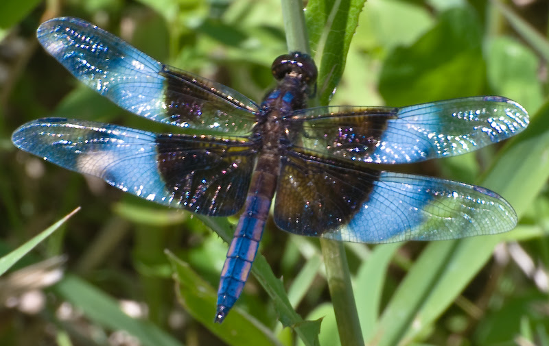 http://candidkerry.files.wordpress.com/2011/04/dragonfly1.jpg