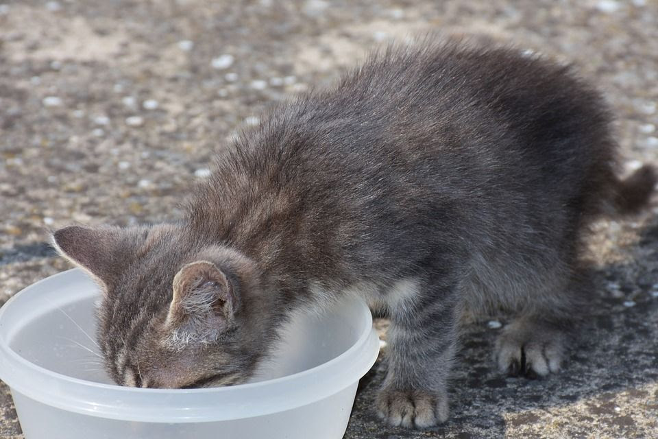 Tips Menyimpan Makanan Kucing supaya Awet dan Tidak Didekati Semut 