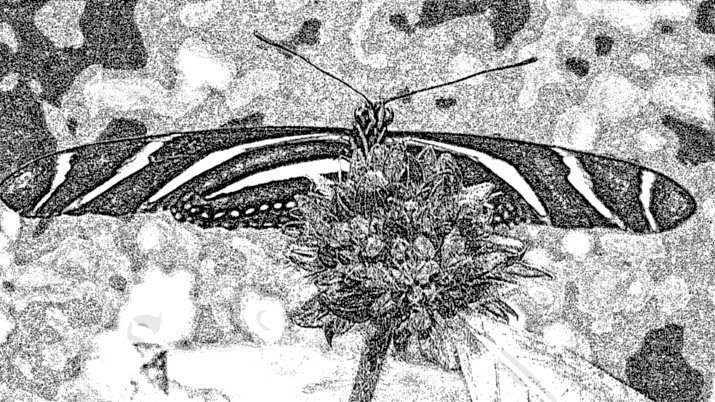 Zebra longwings