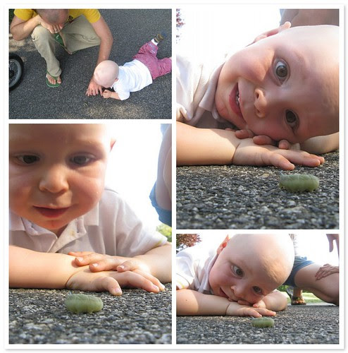 Kleine Raupe Nimmersatt