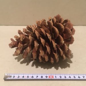 164 松ぼっくり 大きい はじめてのアメリカ生活