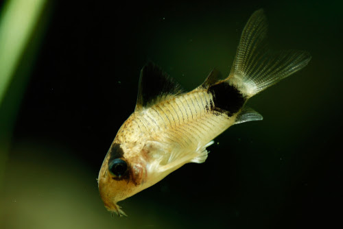 コリドラスの水合わせ やり方や時間について 熱帯魚 淡水魚 海水魚の図鑑