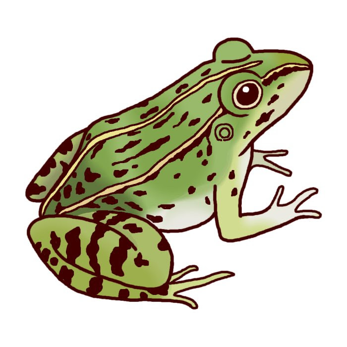 トノサマガエル1 カラー 両生類 動物の無料イラスト素材