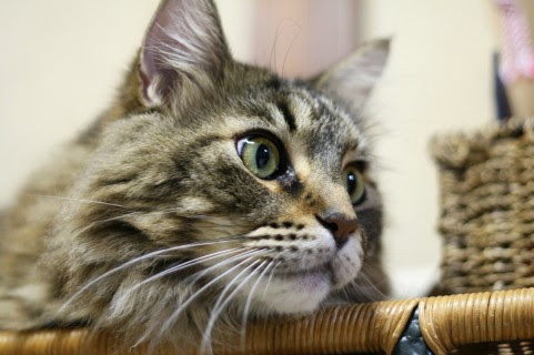 見た目はおおきく貫禄が だけど性格は温厚でかわいい猫のメインクーンを知ってほしい 暮らしの雑学まとめ Lifetime Lifestyle Info