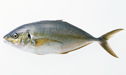 その他の魚 熊本の養殖魚 熊本県海水養殖漁業協同組合