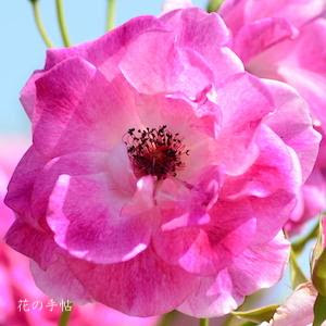 バラ ブリリアントピンクアイスバーグ Rose Brilliant Pink Iceberg フロリバンダ 2500品種の薔薇 を作出者 交配親などのデータと美しい写真で紹介する花の手帖のwebバラ図鑑