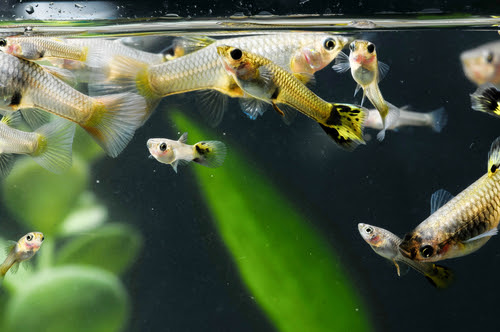 グッピーの性別 変化するって本当 熱帯魚 淡水魚 海水魚の図鑑