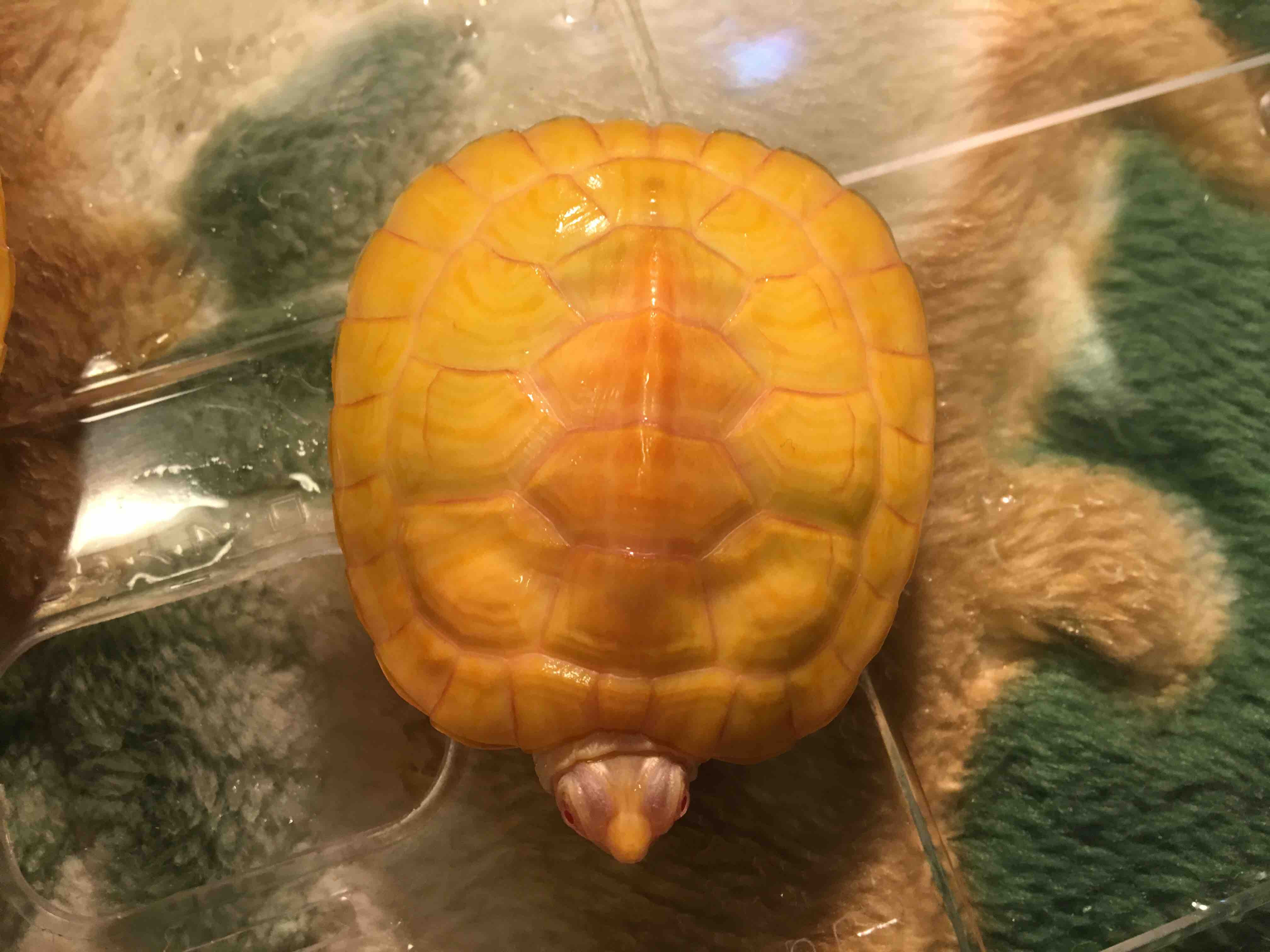 アルビノアカミミガメ アルビノアカミミガメ アルビノクサガメ 熱帯魚 カメの飼育 アルビノ黄金の亀愛知