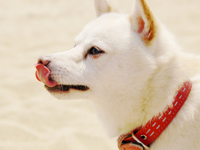 犬が舐めてくるのは愛情表現 部位によって意味が違うって本当